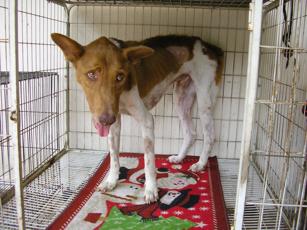 Roo still have the smiling face when he was a pup