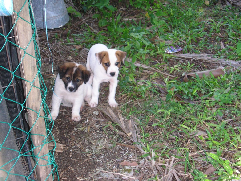 Jack and Jill being fed and fostered by Kak Bi