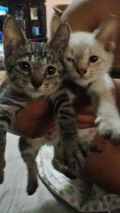 Oreo and Felix..siblings